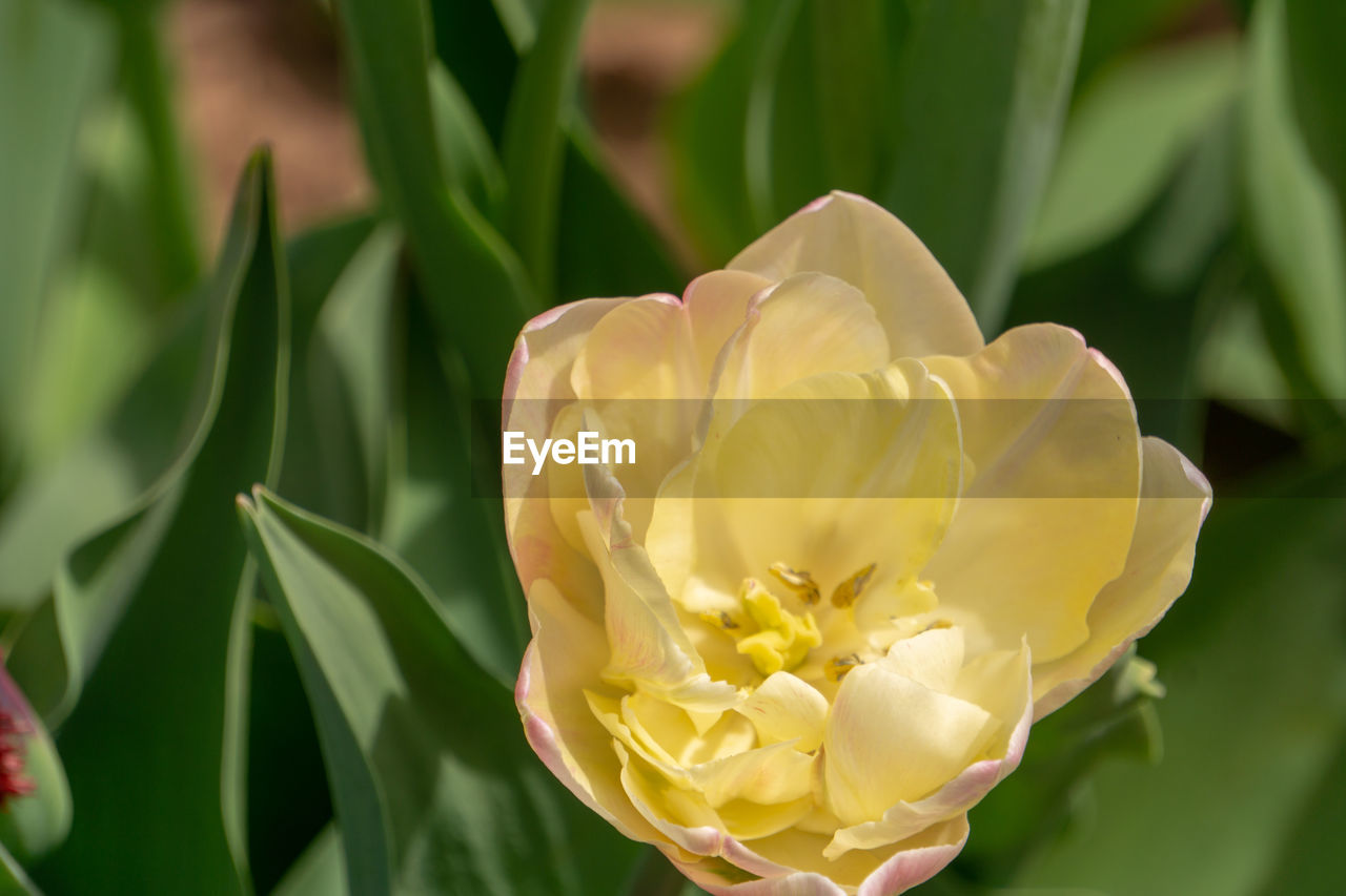 Close-up of yellow rose flower