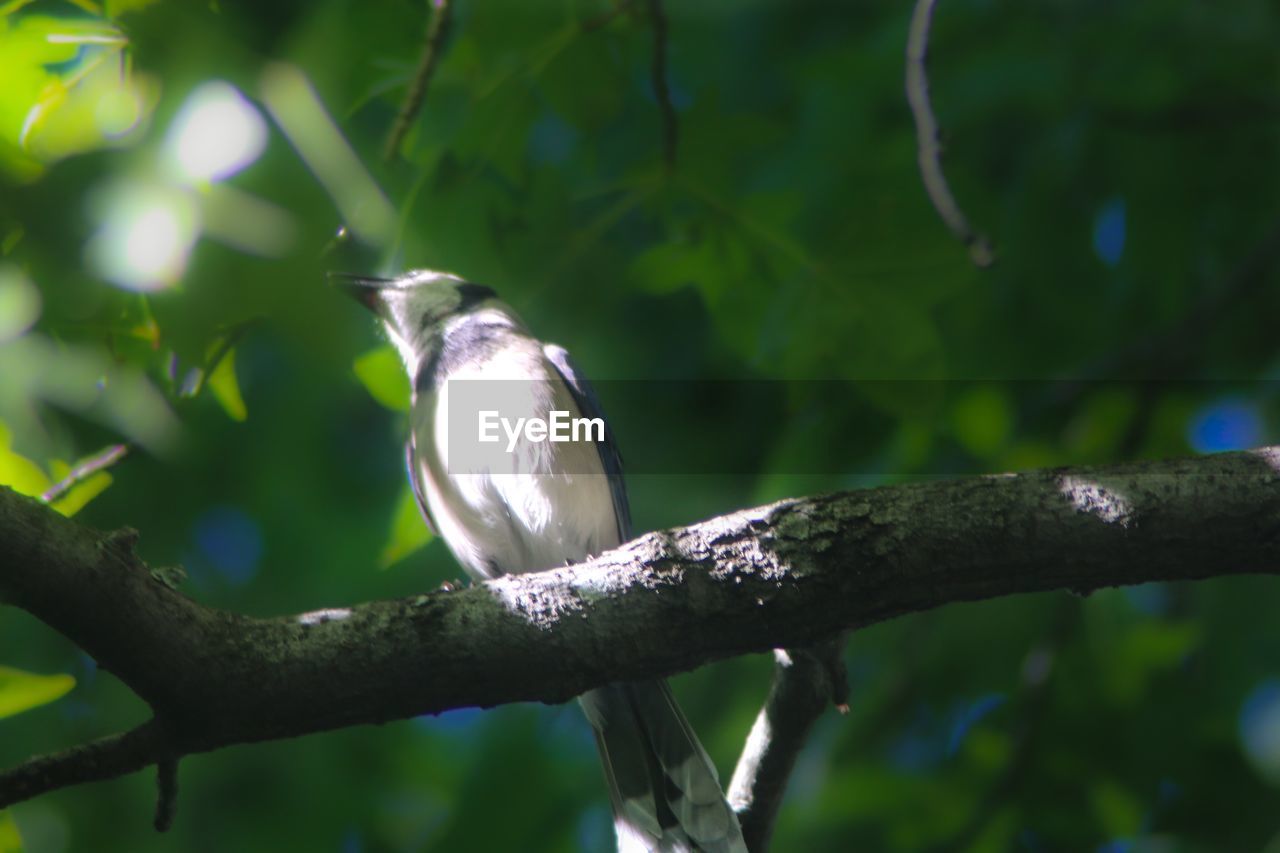 Close-up of bird perching on tree