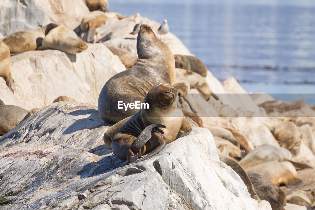 close-up of seal lying on rock