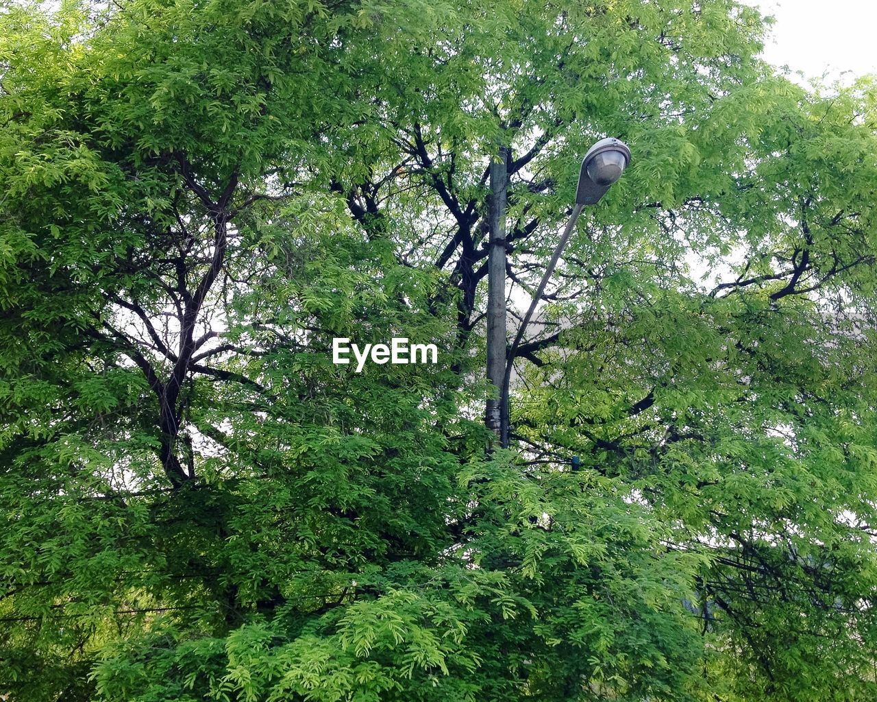 Low angle view of street light and trees