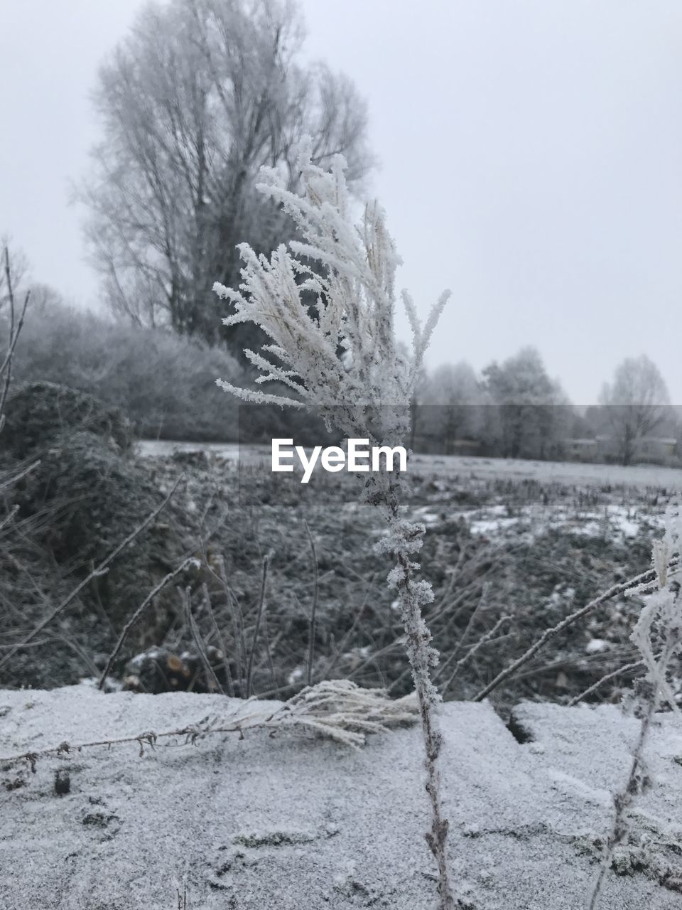 TREES ON SNOW FIELD AGAINST SKY