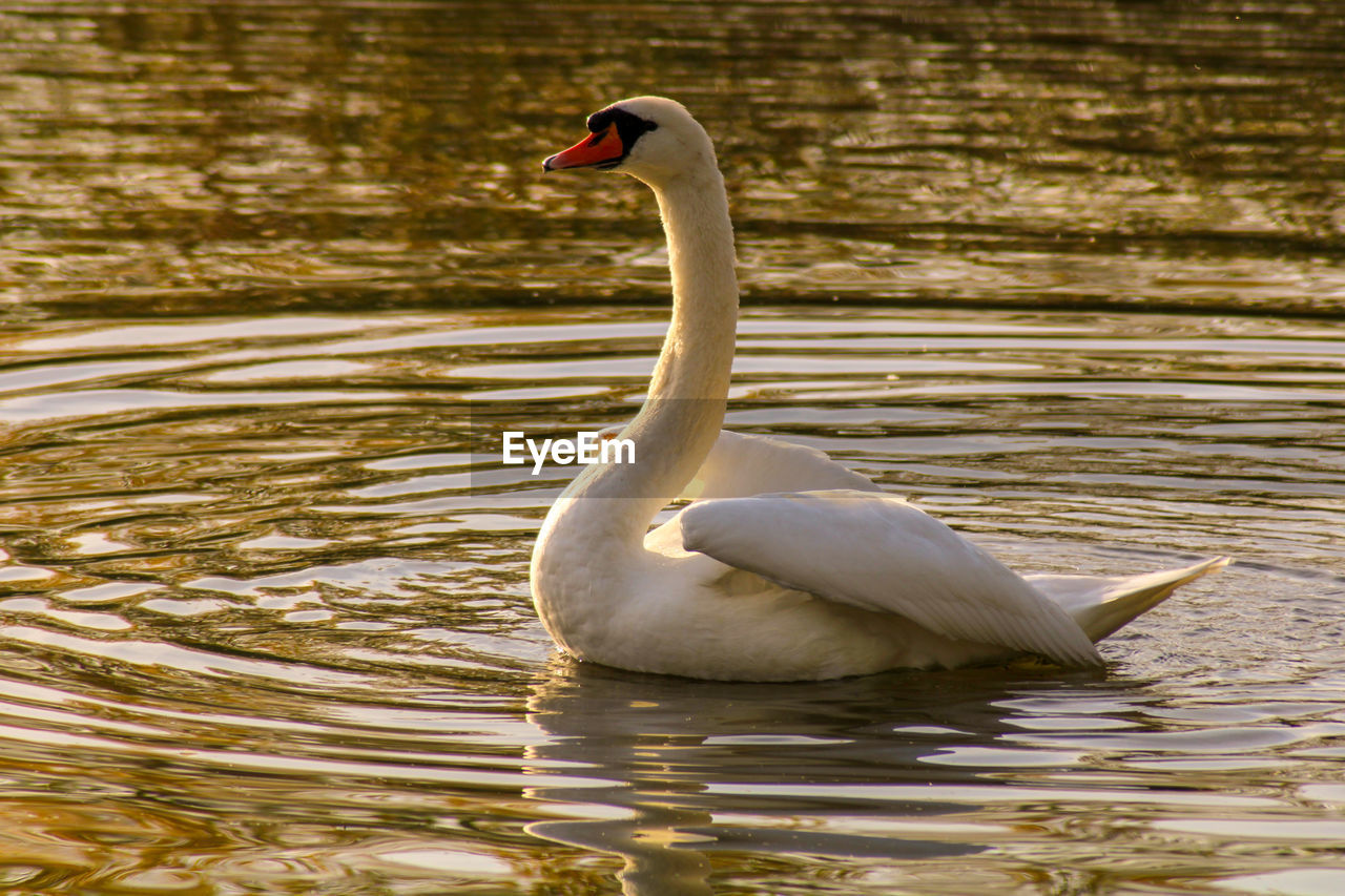 Swan swimming in lake