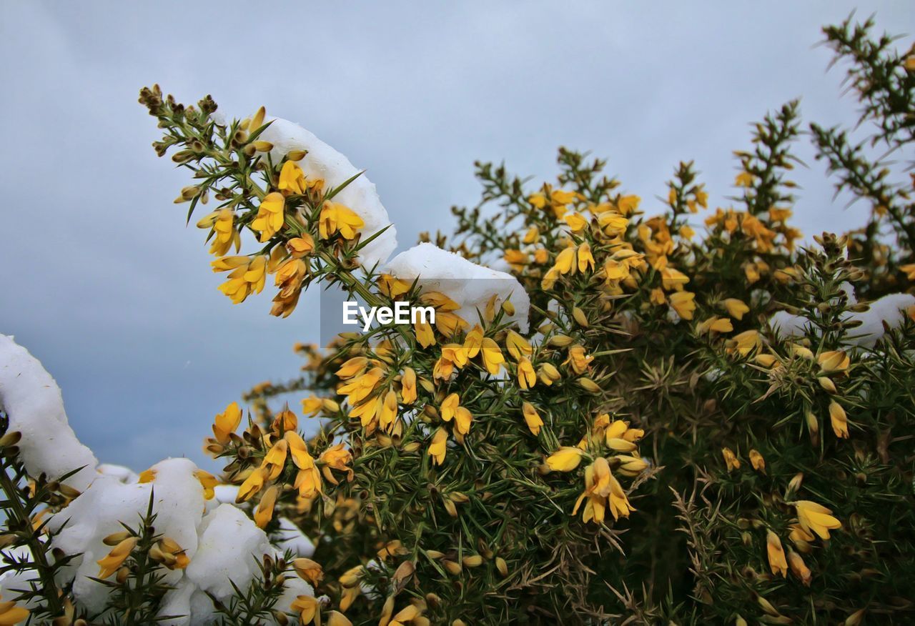 Close-up of yellow flowers on a gorse bush