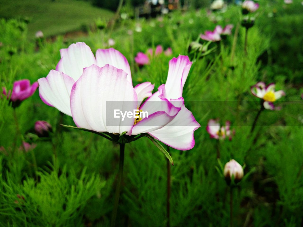 Close-up of flowers blooming outdoors