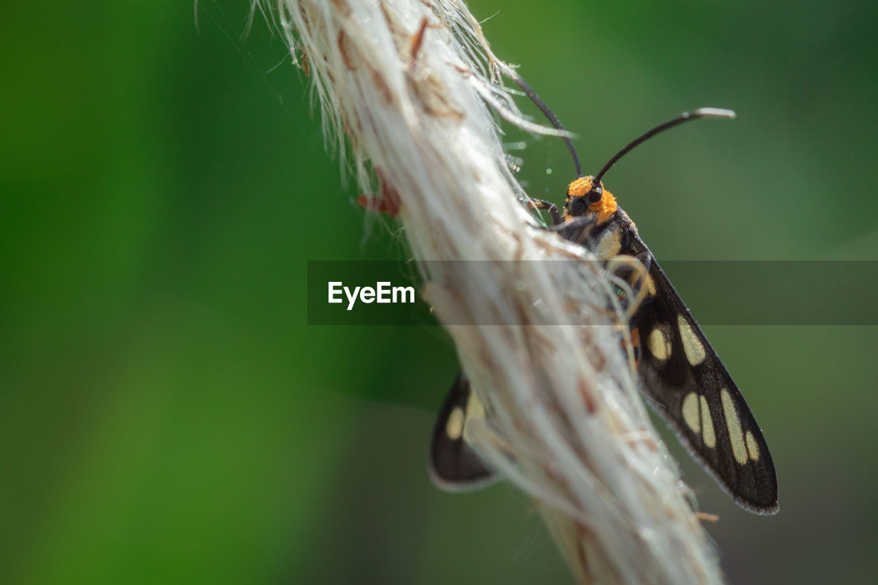 Beauty image of wasp moth hanging on a flower grass