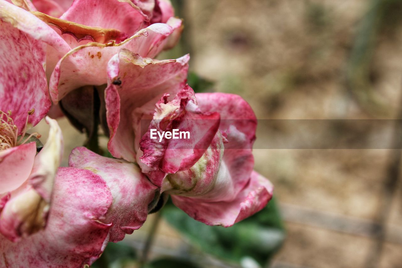 Close-up of pink rose