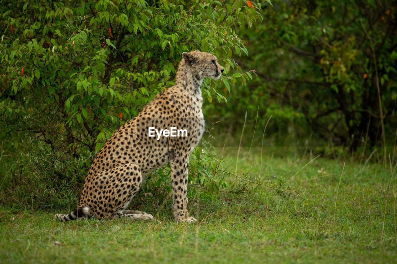 Female cheetah sits by bush in profile