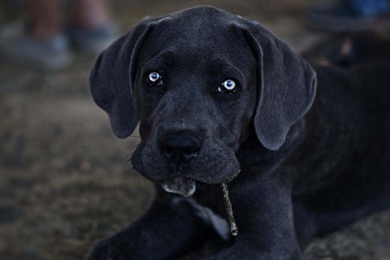 Portrait of black dog