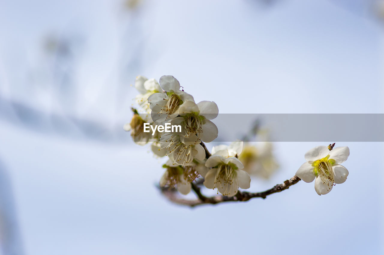 CLOSE-UP OF WHITE CHERRY BLOSSOM TREE