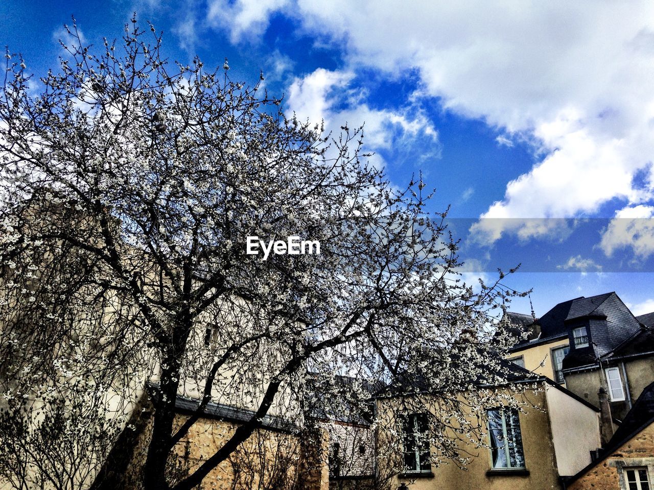 Low angle view of cherry tree by building against sky le mans france