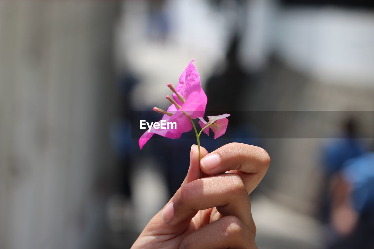 Cropped hand holding fresh pink flower