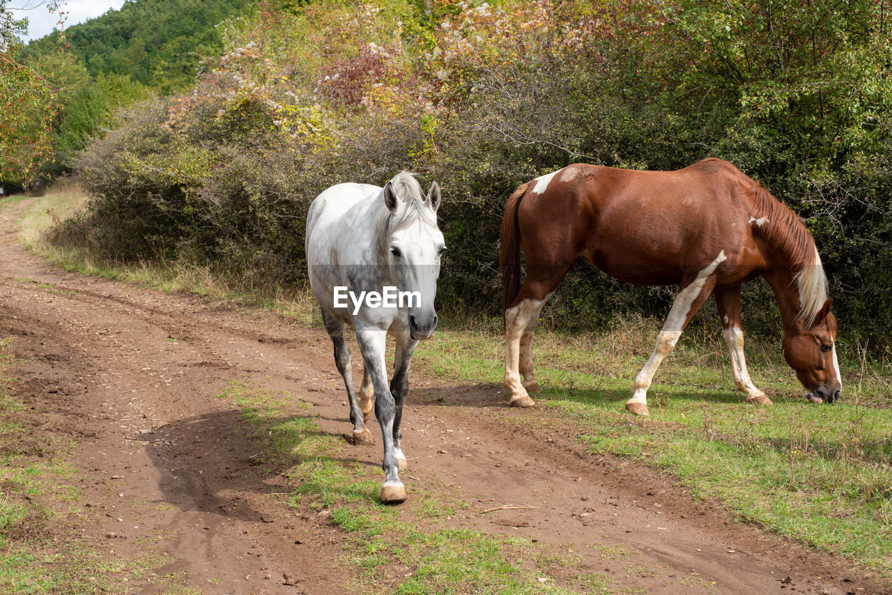 Horses grazing freely in the fields.