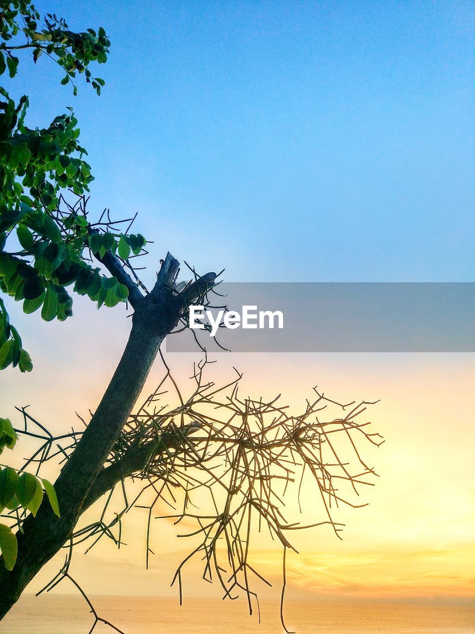 LOW ANGLE VIEW OF SILHOUETTE TREE AGAINST SKY