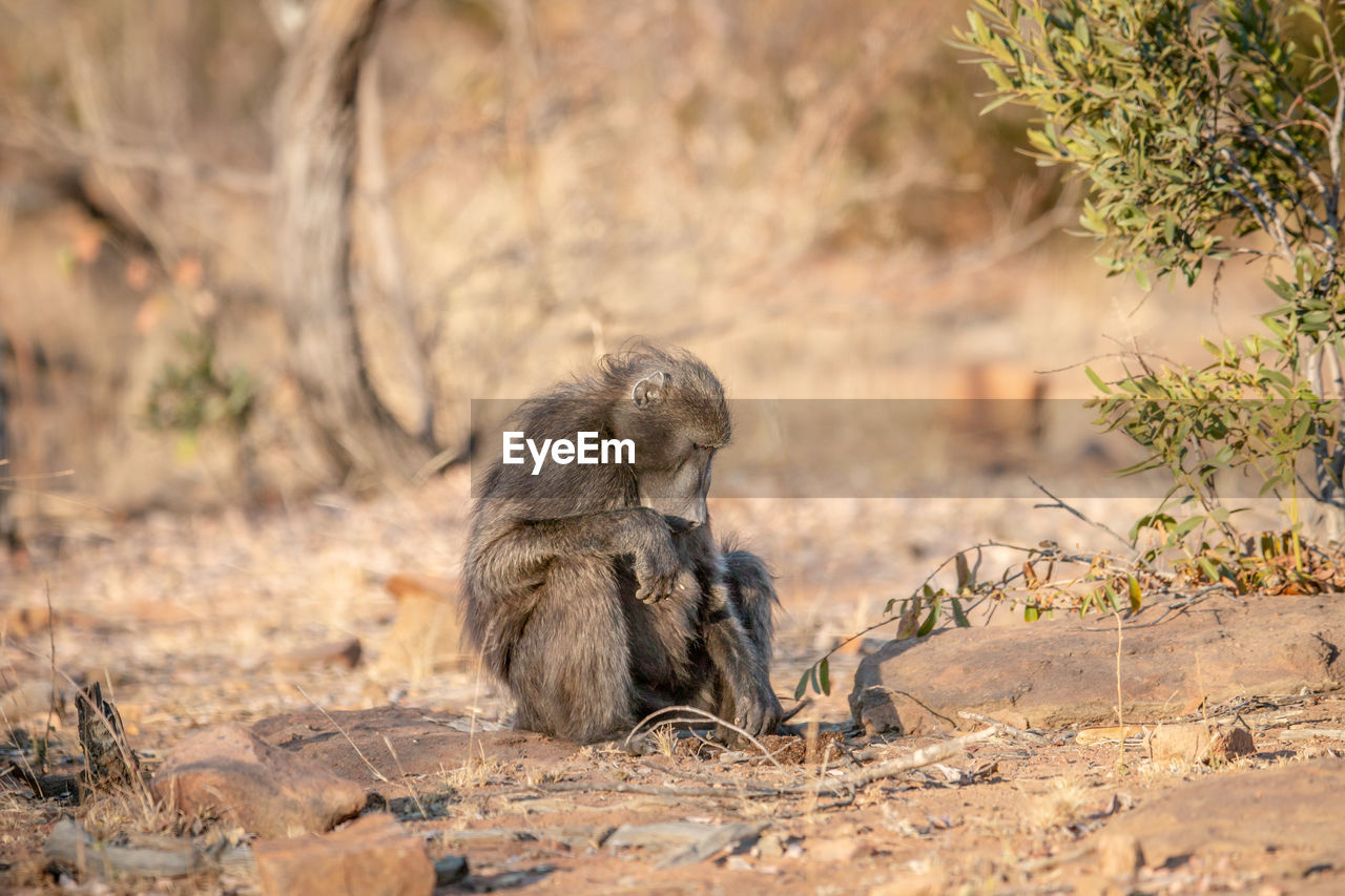 MONKEY SITTING ON LAND