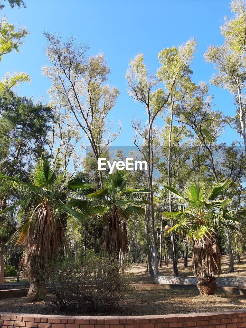 TREES AGAINST CLEAR SKY