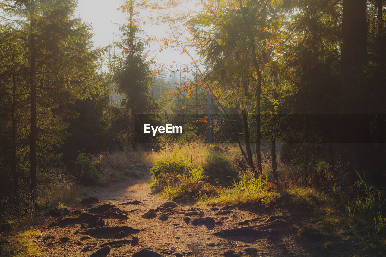 Trees in forest during autumn