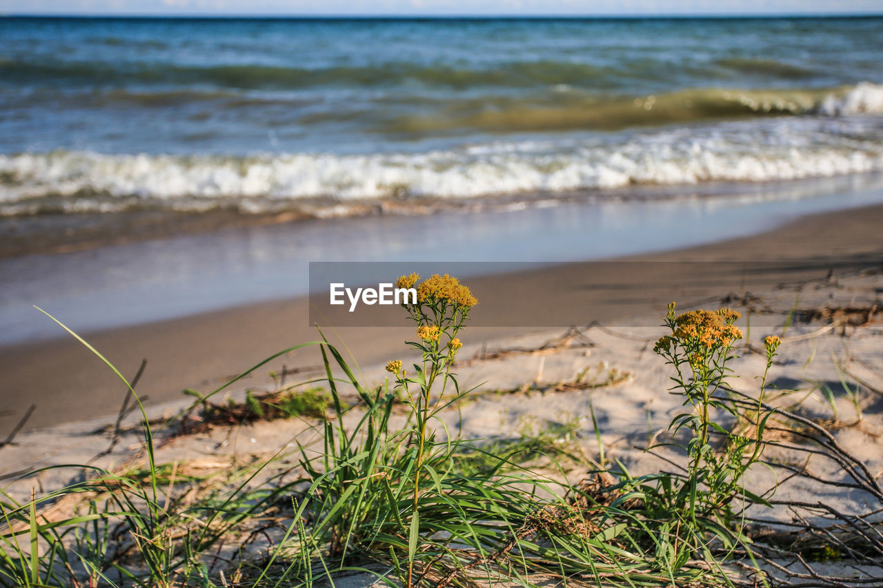 SCENIC VIEW OF SEA SHORE