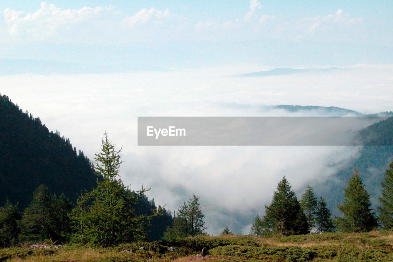 Autumn fog in the mountains, trees and a veil of fog