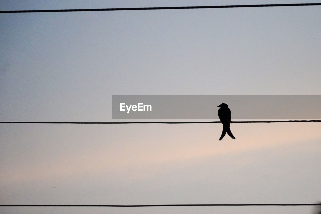 LOW ANGLE VIEW OF SILHOUETTE BIRD PERCHING ON CABLE
