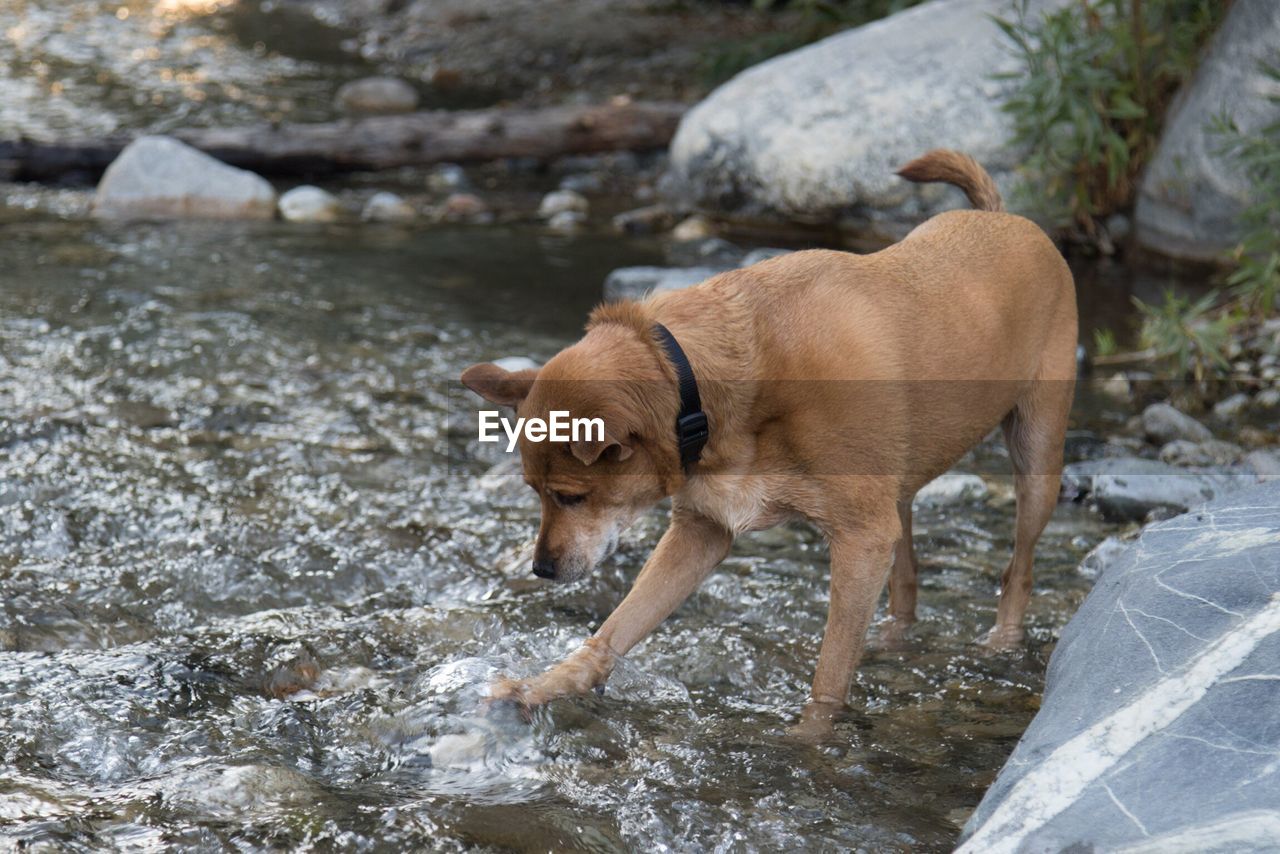 DOG WITH WATER IN BACKGROUND