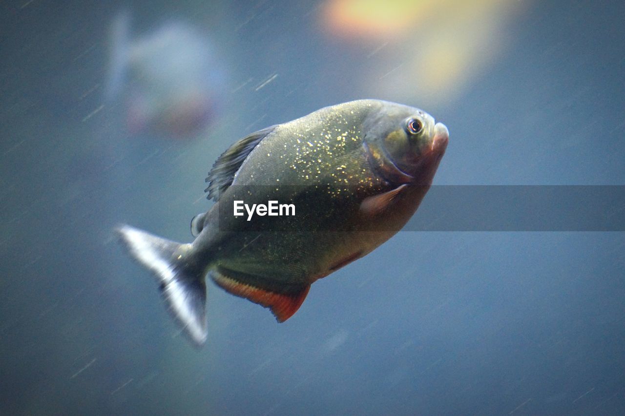 Close-up of fish swimming in water