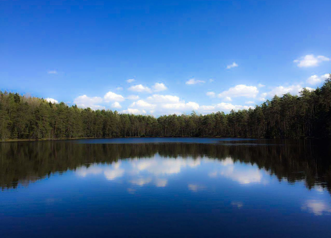 Reflection of trees in calm lake