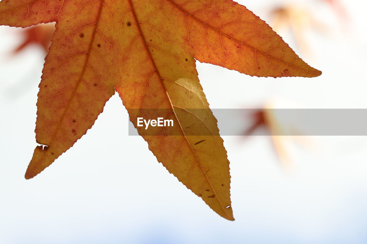 CLOSE-UP OF AUTUMNAL LEAVES ON TREE