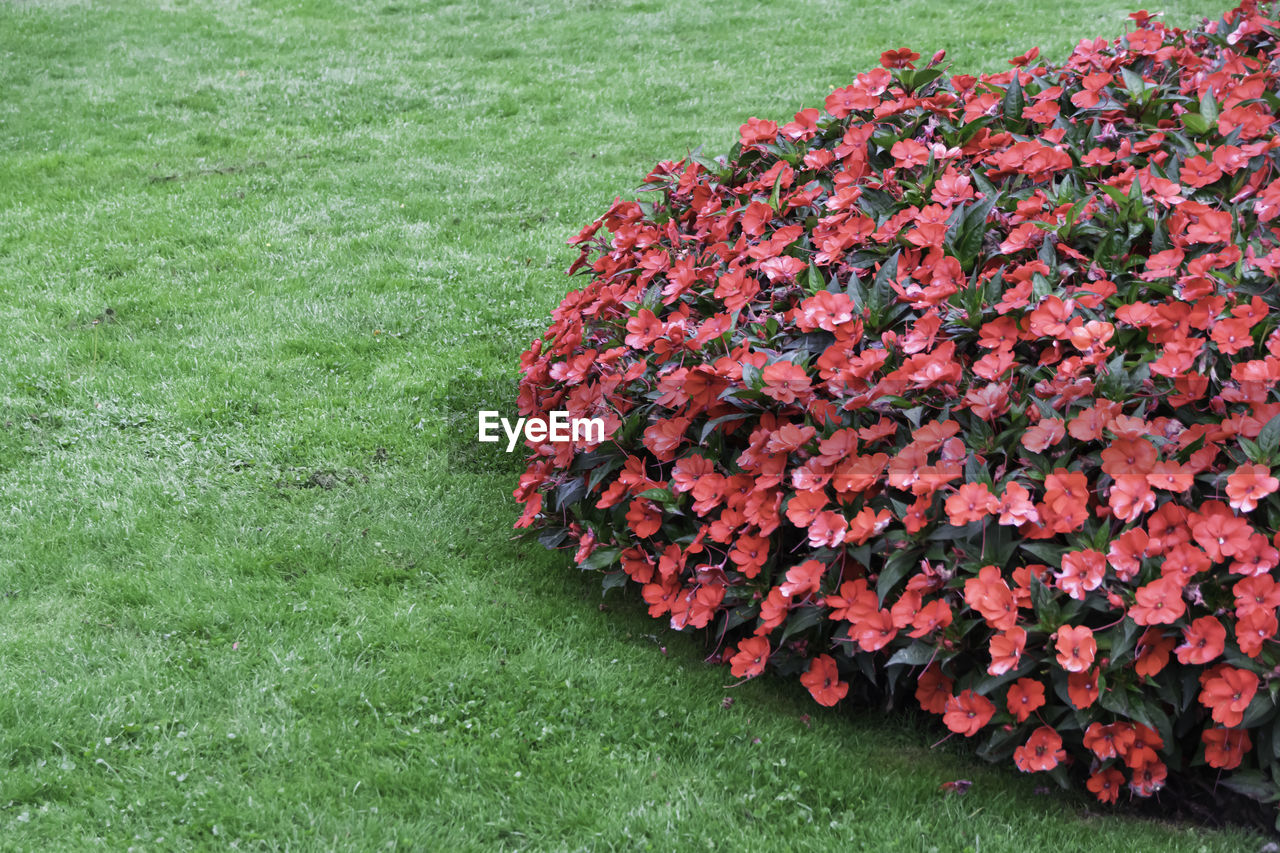 High angle view of red flowering plant in field