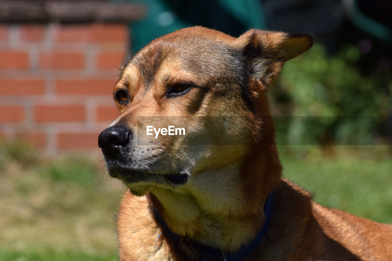 CLOSE-UP OF A DOG LOOKING AWAY OUTDOORS