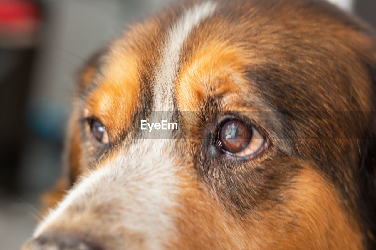 Close-up of dog looking away