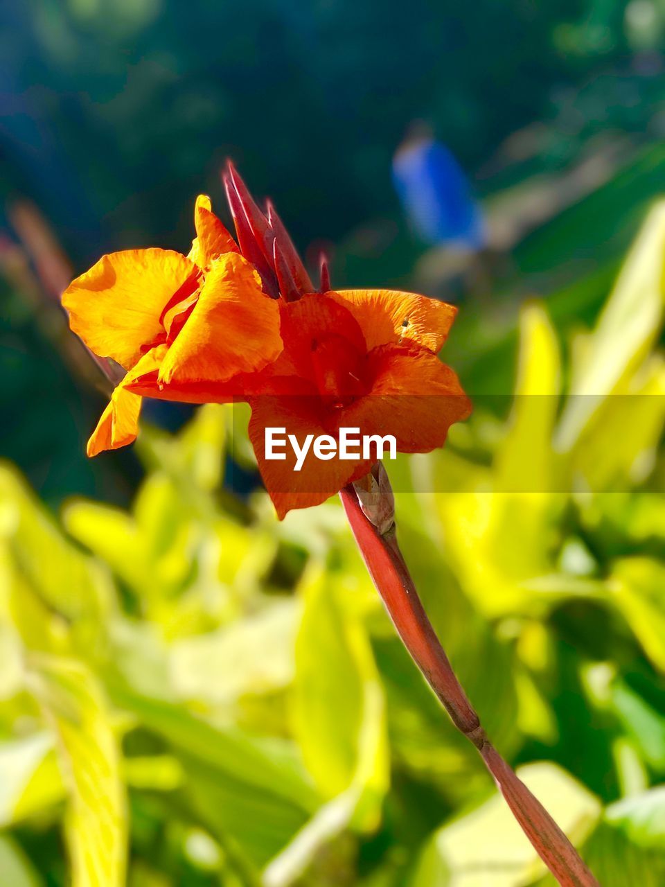 CLOSE-UP OF DAY BLOOMING OUTDOORS