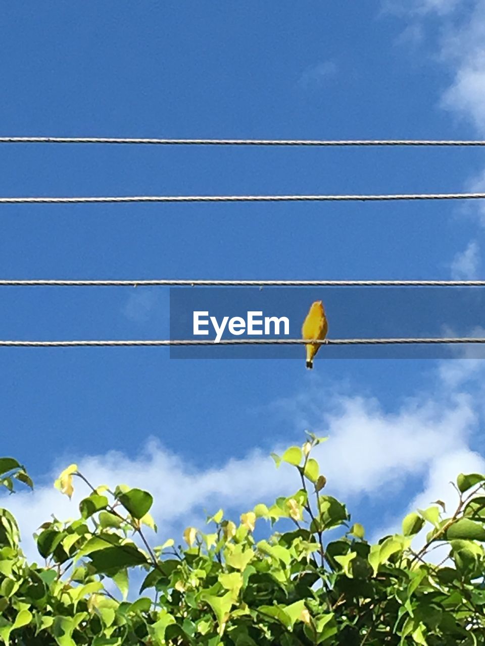 LOW ANGLE VIEW OF PLANT AGAINST BLUE SKY