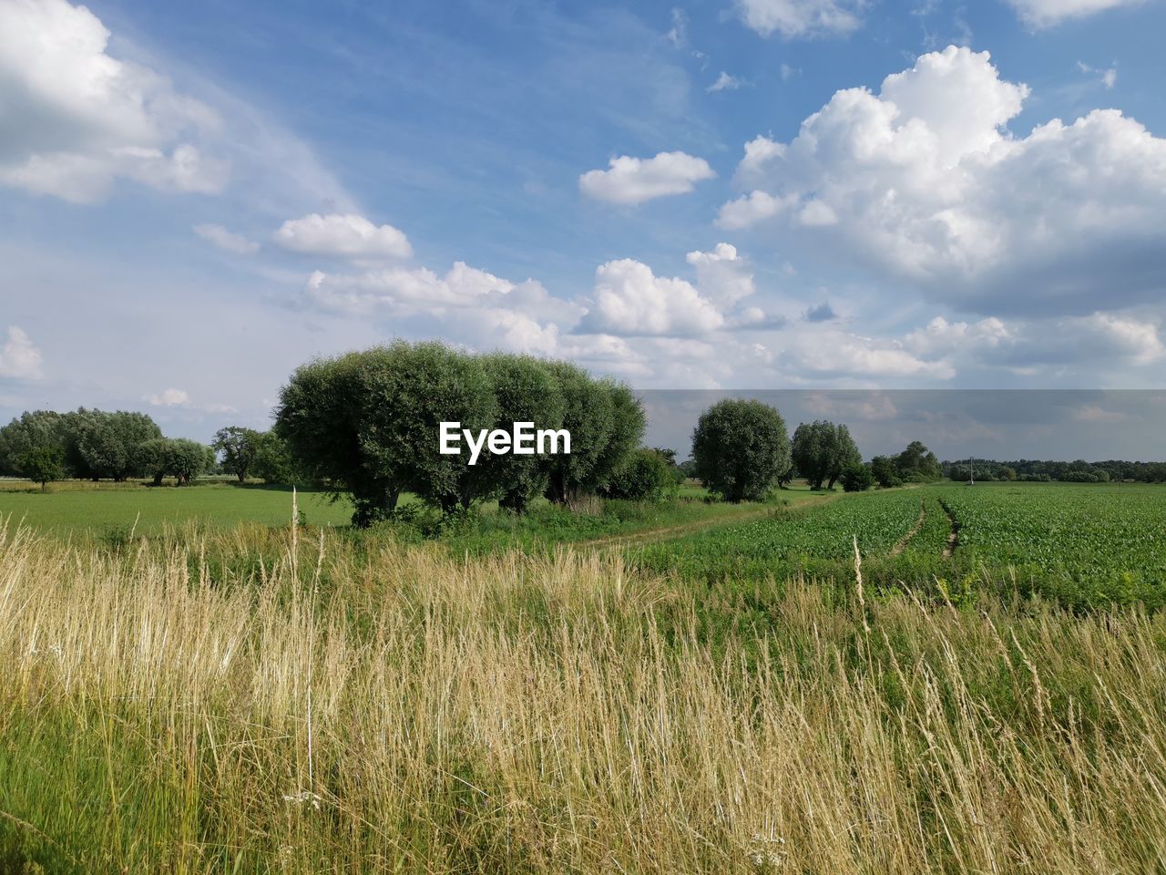 PLANTS GROWING ON FIELD AGAINST SKY