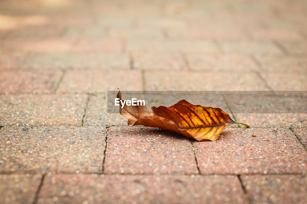 CLOSE-UP OF DRY LEAF ON FOOTPATH IN STREET