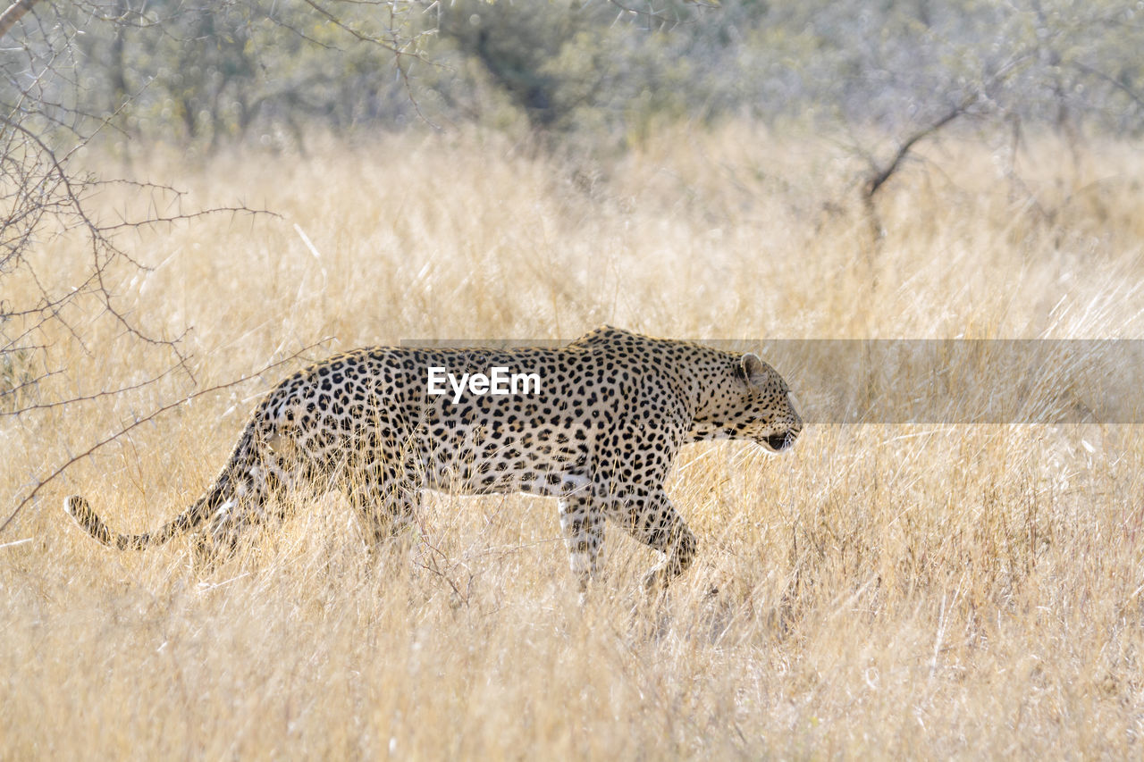 Leopard walking on land