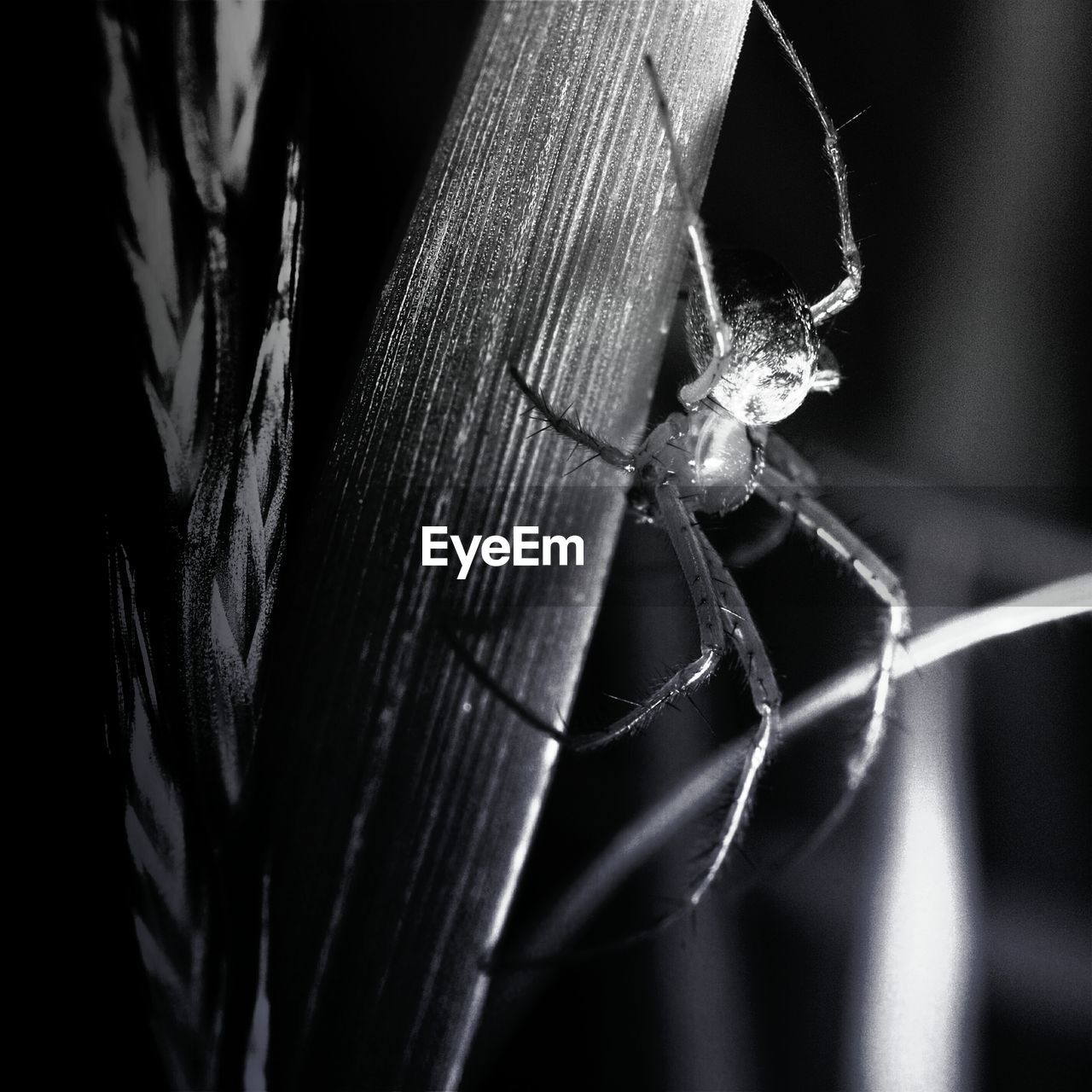 CLOSE-UP OF SPIDER ON WEB OUTDOORS AT NIGHT