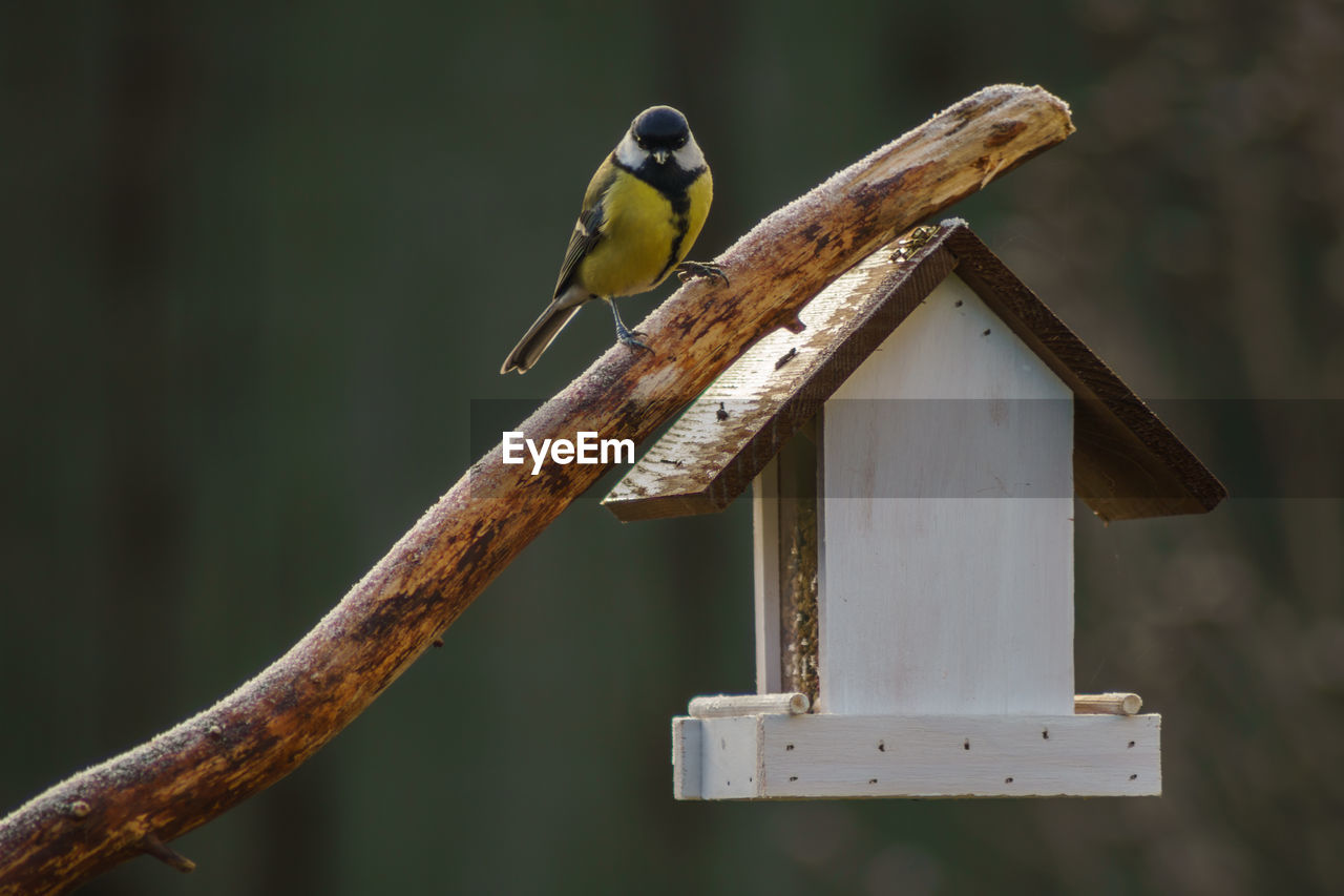 Close-up of bird perching on wood