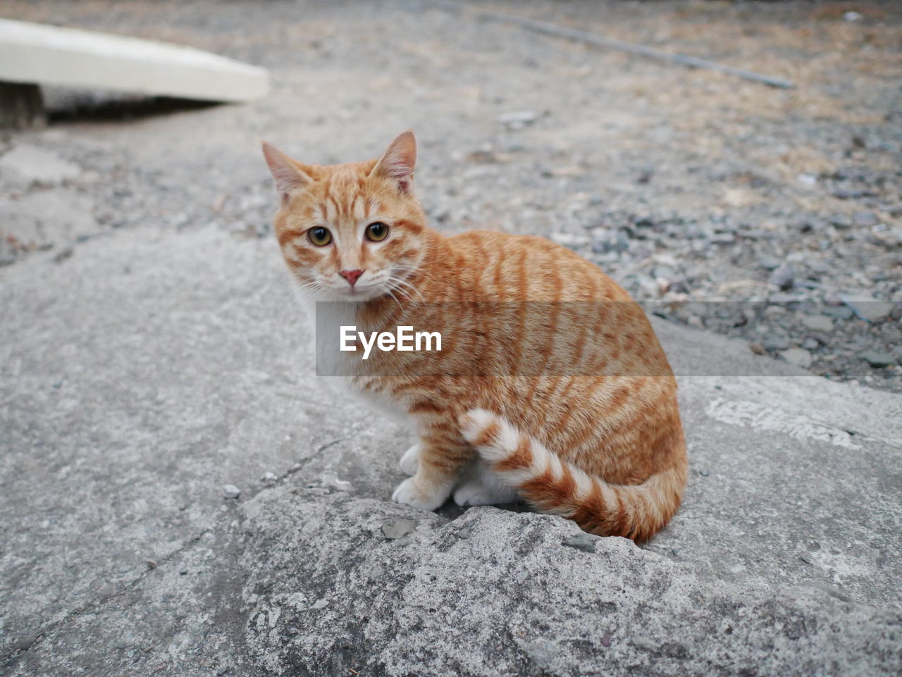 PORTRAIT OF CUTE CAT SITTING ON STREET