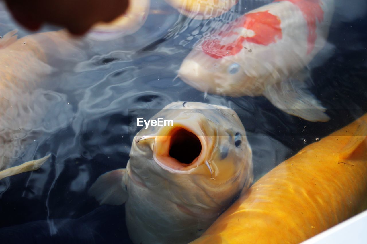 High angle view of fish swimming in lake