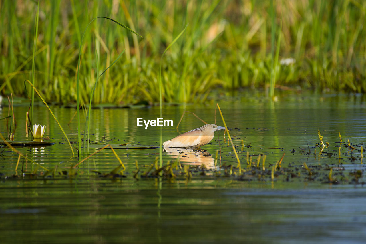  squacco heron a lake
