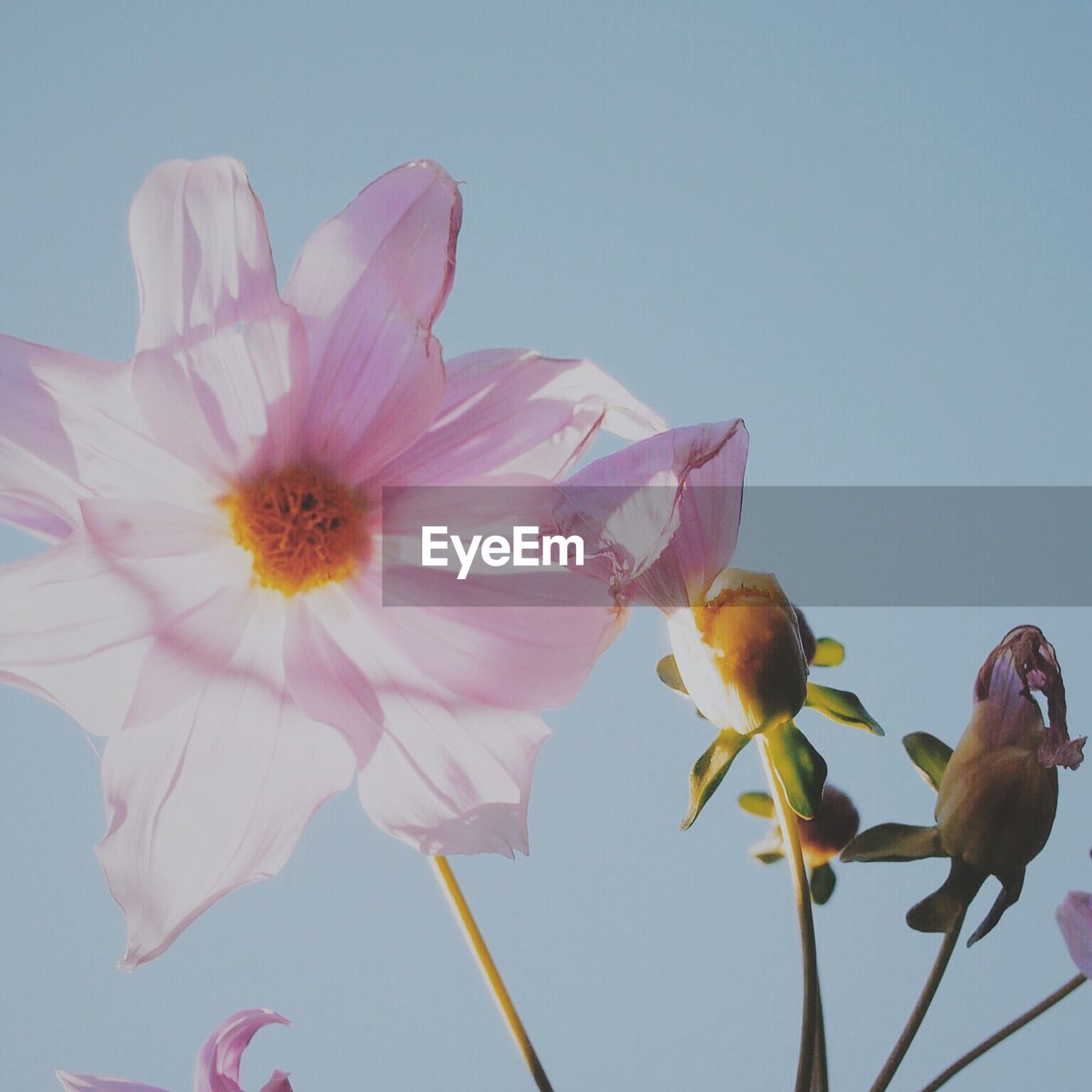 Close-up of pink flower and buds growing against clear sky