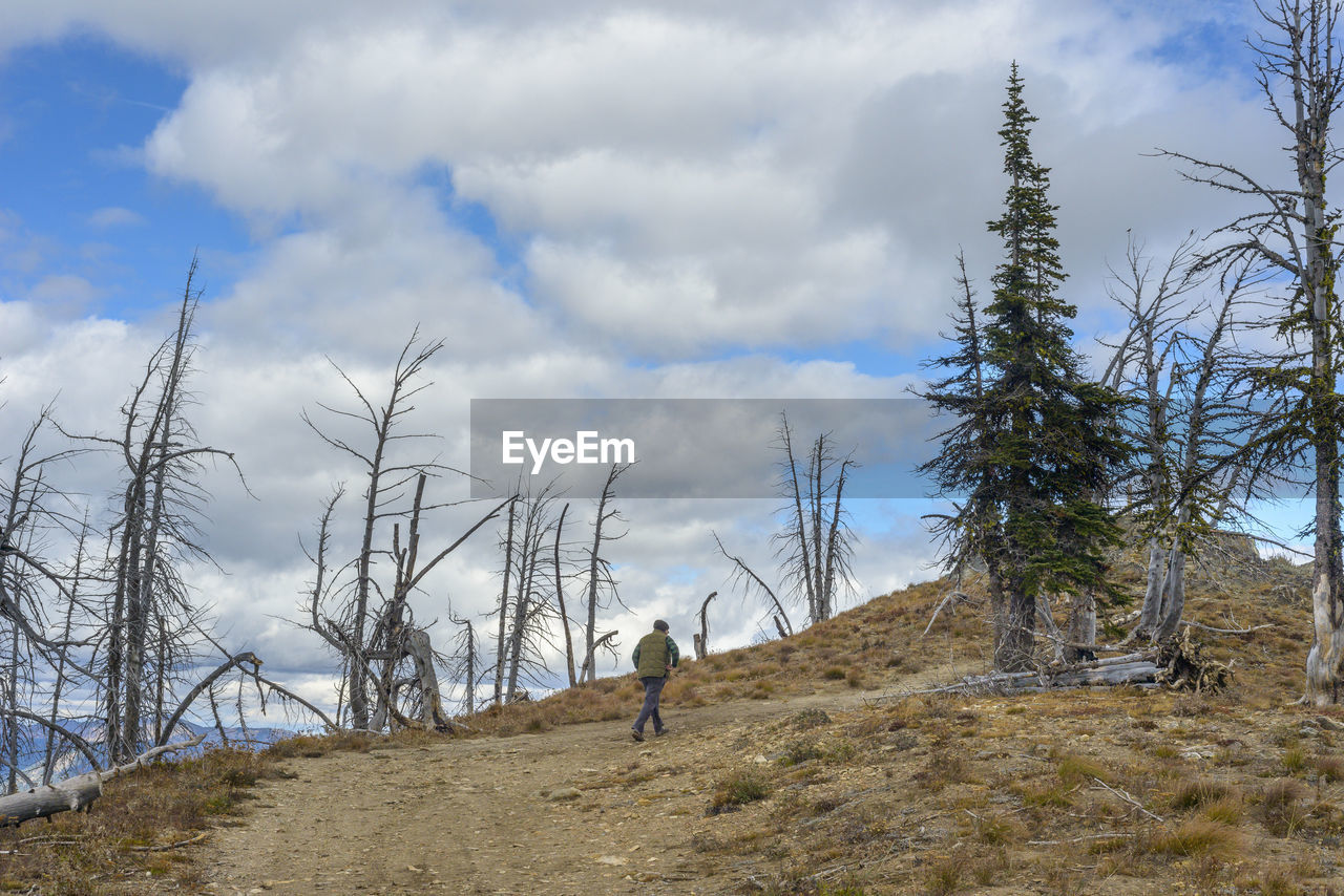 Hiker walking up gravel road with burnt trees