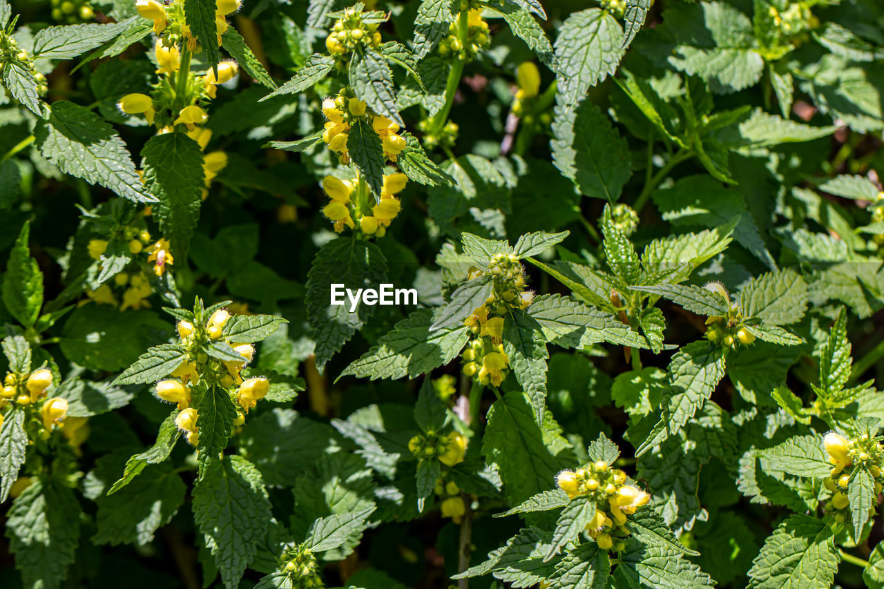 CLOSE-UP OF GREEN FLOWERING PLANT