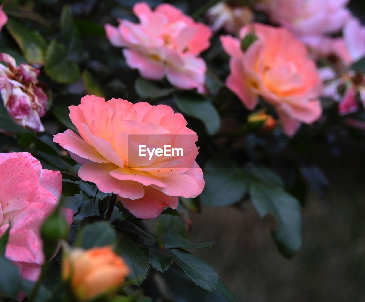 CLOSE-UP OF PINK FLOWERS IN BLOOM