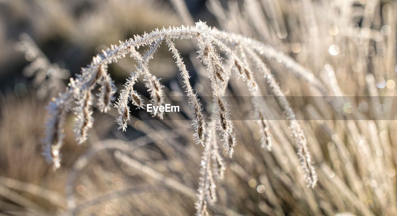 CLOSE-UP OF FROZEN PLANT DURING WINTER