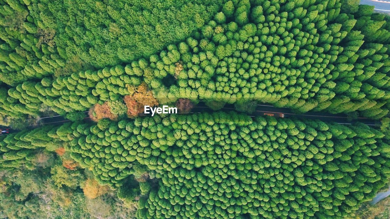 FULL FRAME SHOT OF FRESH GREEN PLANTS