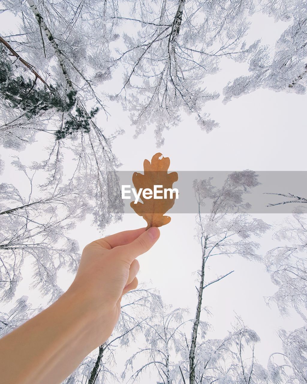 Cropped hand holding autumn leaf against sky during winter