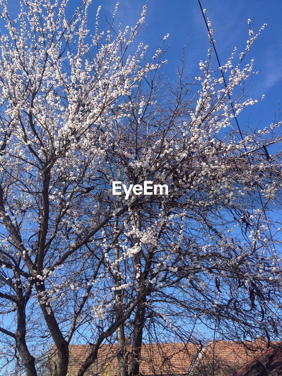 LOW ANGLE VIEW OF CHERRY BLOSSOM TREE