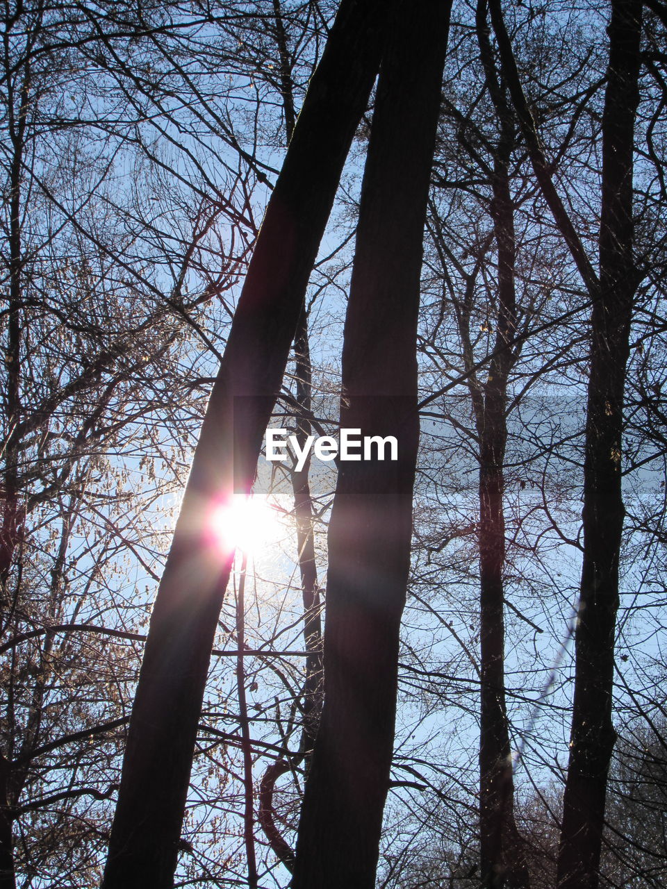 LOW ANGLE VIEW OF SILHOUETTE TREES AGAINST SKY AT SUNSET