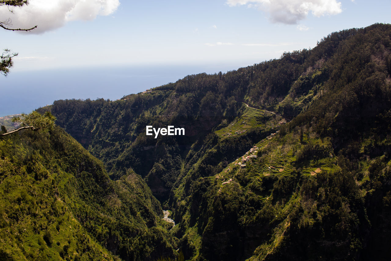 SCENIC VIEW OF TREE MOUNTAINS AGAINST SKY